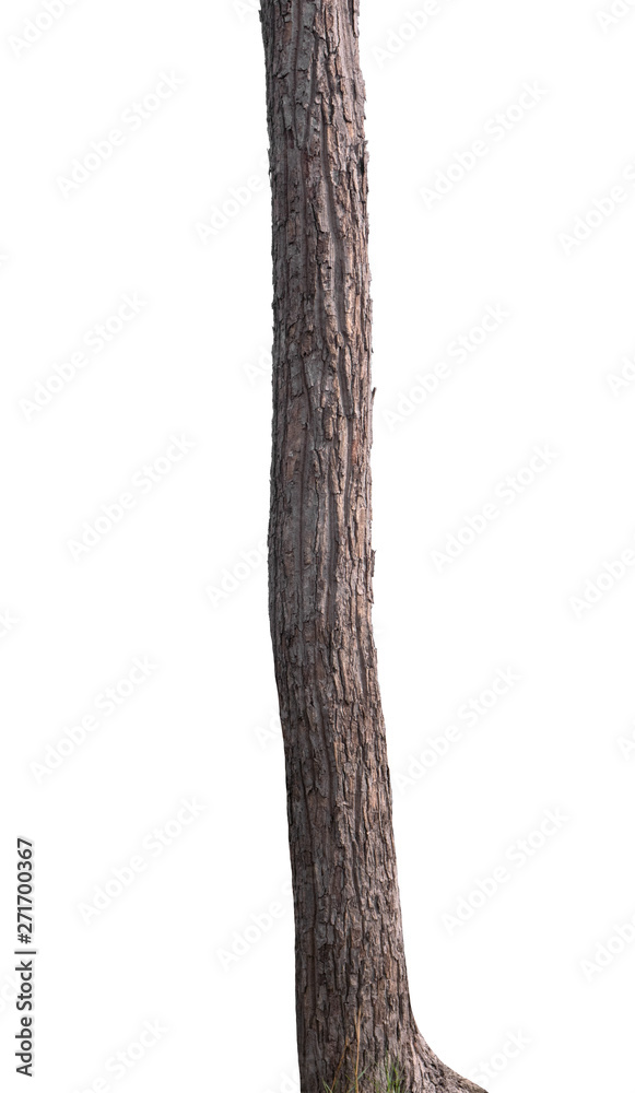 Poster old tree isolated on white background