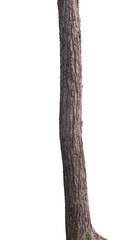 old tree isolated on white background