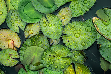 water drops on the lotus leaf
