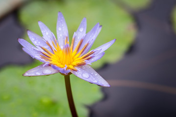 Water drops on Purple lotus bloom