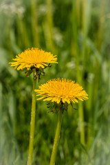 Closeup of two yellow Dandelions in the lawn