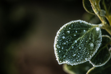 Frost frozen plants early morning winter close up nature background