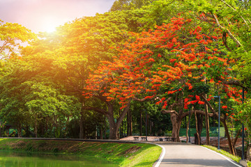 Naklejka premium road landscape view and tropical red flowers Royal Poinciana in Ang Kaew Chiang Mai University Forested Mountain blue sky background with white clouds, Nature Road in mountain forest.