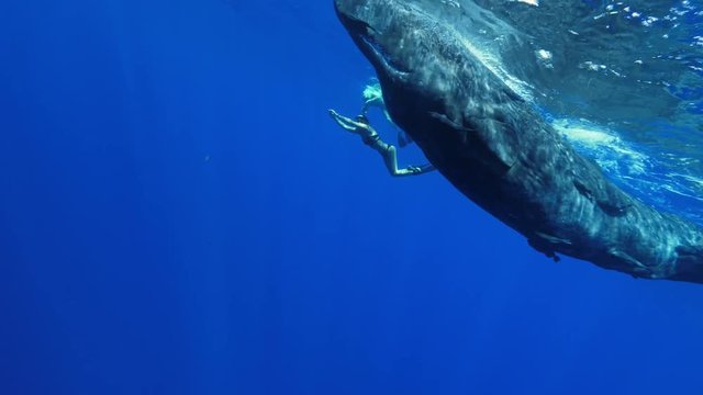 Freediving with sperm whales, tropical water adventures, 