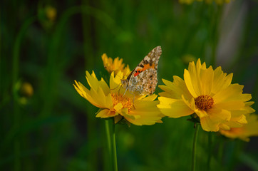 Yellow chamomile flowers on them beautiful butterflies a lot of nature