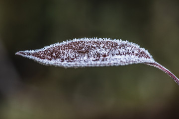 Naklejka premium Frost frozen plants early morning winter close up nature background