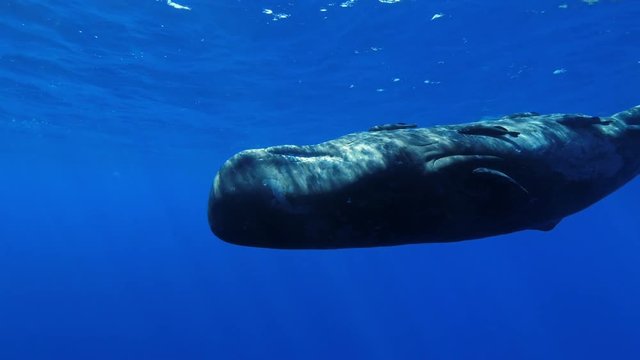 Freediving with sperm whales, tropical water adventures, 