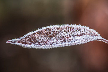 Frost frozen plants early morning winter close up nature background