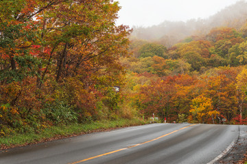Beautiful autumn scenery on mountain road at Kusatsu Shiga Kogen highway, Gunma, Japan.	