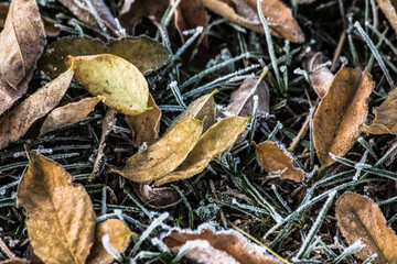 Frost frozen plants early morning winter close up nature background