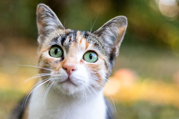 Dreifarbige Katze mit großen grünen Augen