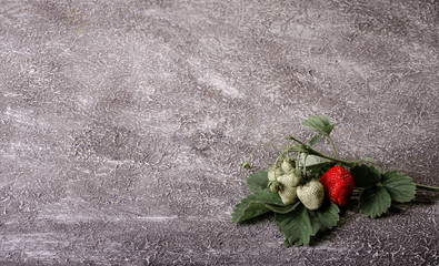 Sprig of strawberries with flowers green and ripe strawberries on a dark background place for advertising