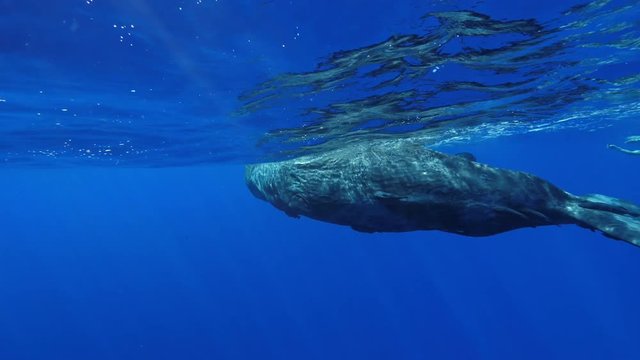 Freediving with sperm whales, tropical water adventures, 