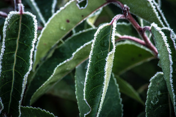 Frost frozen plants early morning winter close up nature background