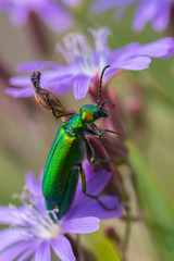 Spanish fly on flower closeup 1