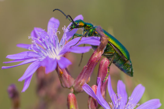 Spanish fly on flower closeup