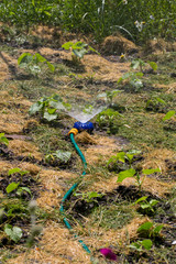 Watering the growing cucumbers with a universal garden sprinkler