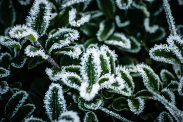 Frost frozen plants early morning winter close up nature background