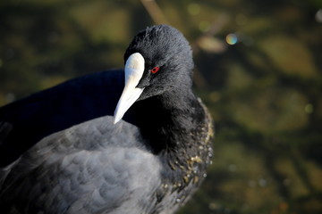 a coot in the morning