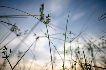 Meadow in the sunset background