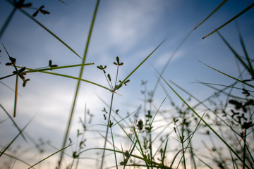 Meadow in the sunset background