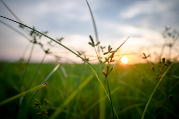 Meadow in the sunset background