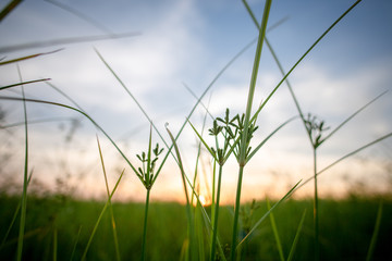 Meadow in the sunset background