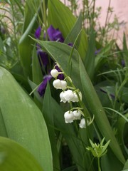 Obraz premium butterfly on flower