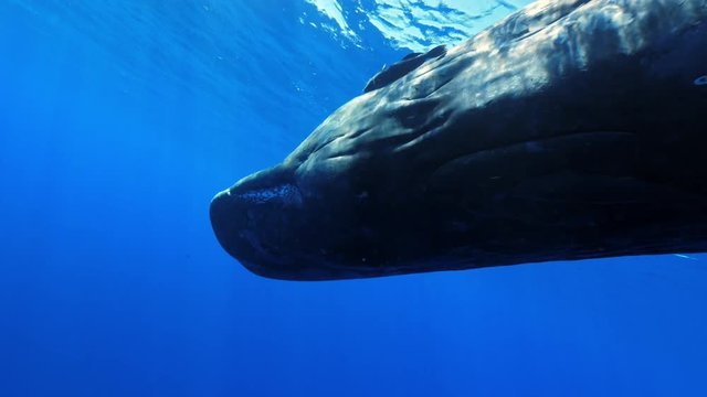 Freediving with sperm whales, tropical water adventures, 