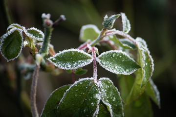 Frost frozen plants early morning winter close up nature background