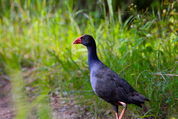 a red-knobbed coot in the morning