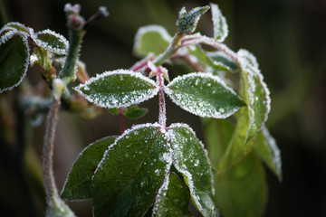 Frost frozen plants early morning winter close up nature background
