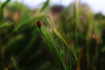 ladybug on leaf