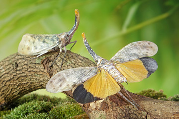 White wing Lantern-fly (Pyrops astarte) is a species of planthopper, found in Southeast Asia, and also known as Red nose lantern bugs. Lanternflies : The unicorns of the insect world. Beautiful insect