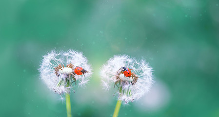 two ladybugs on white fluffy dandelions. beautiful green outdoors scene with lovely ladybugs in...