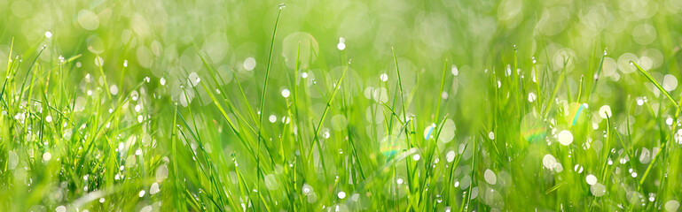 Green grass abstract background. beautiful juicy young grass in sunlight rays. green leaf macro....