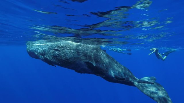 Freediving with sperm whales, tropical water adventures, 