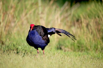 a red-knobbed coot in the morning 