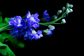 beautiful small blue flowers on a black background close-up