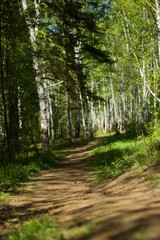 Obraz premium path in forest