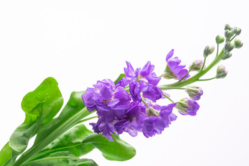 Naklejka na ściany i meble beautiful small purple flowers on a white background close-up