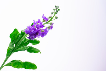 beautiful little blue flowers on white background