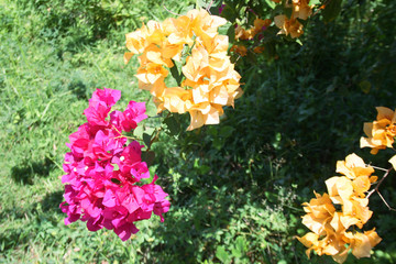 pink yellow bougainvillea beauty nature 