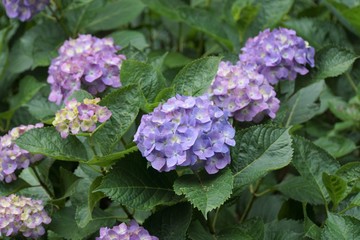 紫陽花