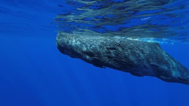 Freediving with sperm whales, tropical water adventures, 