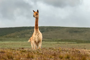Foto op Plexiglas Vicuna facing the mountain in the Andes under cloudy sky © FABIAN PONCE GARCIA