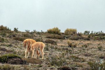 Naklejka na ściany i meble A vicuna mother suckles her calf in the moorland of the Andes