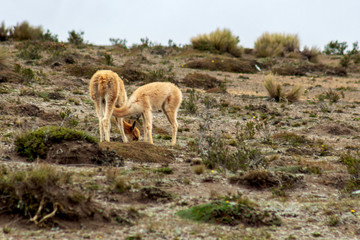 A vicuna mother suckles her calf in the moorland of the Andes
