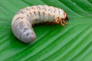 Worm of the Dynastinae on green leaf background