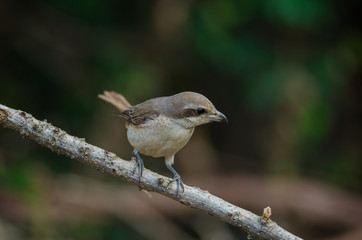 Brown Shrike perching on a branch